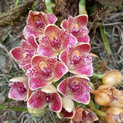 amante a todo tipo de orquideas,flores y aves del Ecuador.🪶🌸🌺
amo la naturaleza 🤩