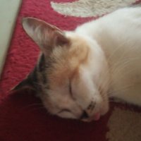 Fajrizio Abdi (@fajriabdillah93) 's Twitter Profile Photo