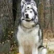 MikeIiver's profile picture. Si.