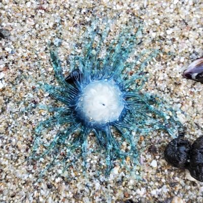 wawawakun_7's profile picture. アルフェウスと読みます。貝とエビ、ちょっとだけ魚。最近カニも勉強中。鹿大水産学部5号館3階に生息しています。甲殻類学会🦀。貝類学会🐚。