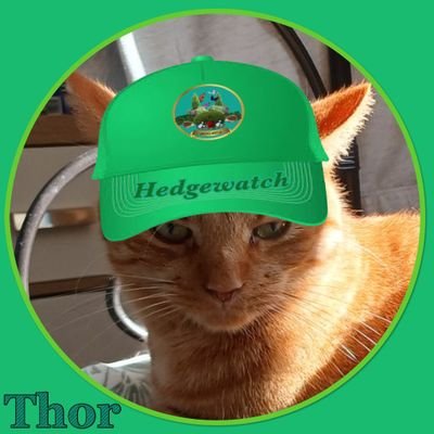 I'm a 4yr old ginger ninja who gets into so much trouble with my Panther brother. Follow our in sorry adventures