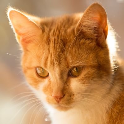 setusername723's profile picture. 