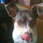 SwissCharrd's profile picture. I used to be digusted now I am just amused.