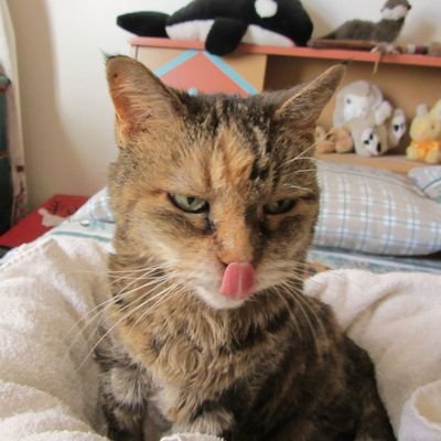 iamtammycat Profile Picture