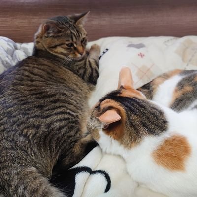 三毛猫｢にゃんこセンセー🍀｣とキジトラ猫｢ひまわり🌻｣とドズル社様のツイートがほとんどです。(おんりーﾁｬﾝ寄りの箱推し)🦍🍆🍌☃️🐷😾
たまに仕事関係のツイートあり。（葬儀社勤務、ペット火葬）無言フォローでも大丈夫です。仲良しさん以外DM返しません。
エロ垢、お金儲けの類❌