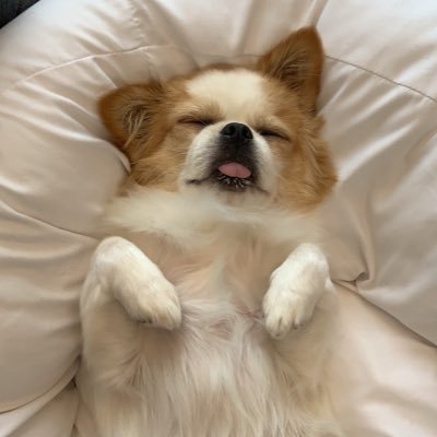 video0925's profile picture. YouTubeアカウントの運用会社やっています🖥 動画編集者(premiere/aftereffect)募集アカウントです🙏 誰もが知っている会社や芸能人のYouTubeを運用しています。興味ある方はDMお待ちしております。 #犬がいるオフィス #動画編集者募集