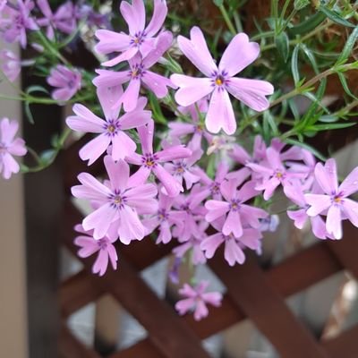 skycubic's profile picture. のんべんだらり
オーディオと車とDIY