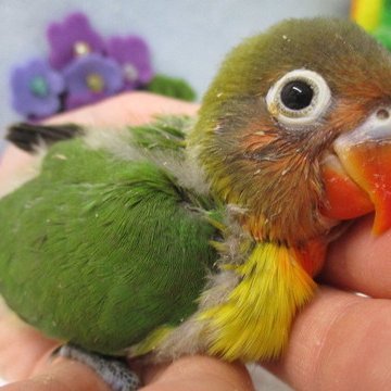 笑門来福😆✨小鳥連れ🦜高虎様推し🐯運とご縁に感謝感謝の東北弁バイリンガル大家さん歴女🏯✨脳梗塞のリハビリも兼ねた懸賞RP📮の豆嵐を度々巻き起こす💫入会規約「香り付けビーズと誹謗中傷禁止」のみの「お笑いXらんど(•ө•)✨毒物から愛鳥を護る🦜侍魂お嬢様部💖」部長(´∀｀*)ｳﾌ♥手首骨折手術後10週間目