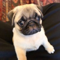 Mary Ehlers (@pug_smile_25) 's Twitter Profile