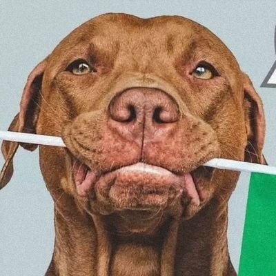 aurelioppereira's profile picture. 