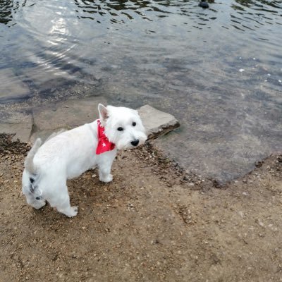 AnnYoudie's profile picture. Welsh 🏴󠁧󠁢󠁷󠁬󠁳󠁿 and proud.Liverpool and Cardiff city fan.  if you can’t say anything nice 👍 just shut up.