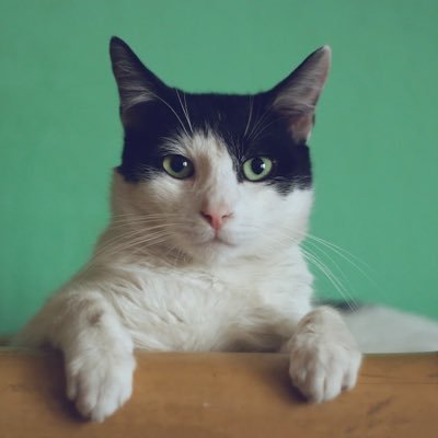 Cats in culture and society conference Profile