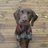 Neil Fisher (@neilpfisher) Twitter profile photo