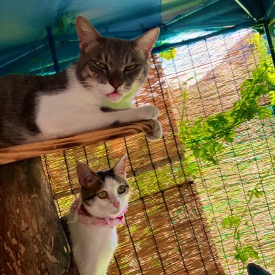 GreeenHoues's profile picture. 空・海・花🌸・多肉植物🌵が好きです😊猫ちゃん🐈は大好きです🥰空が変化して行く様子を眺めてるひと時が好きで幸せです💕✨✨よろしくお願いします☆*:.｡. o(≧▽≦)o .｡.:*☆