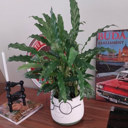 RAF946620's profile picture. 