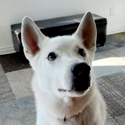 ciococio's profile picture. 米車業界の人。日々のご飯 | 仕事 | パーソナルファイナンス | 育児(IVFx2) | Estate Planning