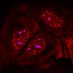 Cell Signaling Lab (@posaslab) Twitter profile photo Cell Signaling Lab (@posaslab) Twitter profile photo
