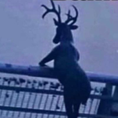 greyl00p's profile picture. a deer that talks to to itself