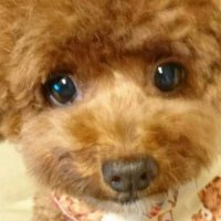 ミニウサギ🇯🇵🐥(@joTNUcromY3juQE) 's Twitter Profile Photo