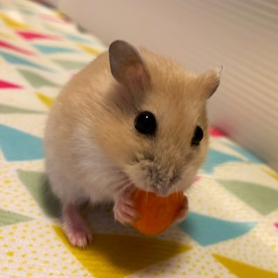 タイムマシーン3号のYouTubeが癒し🌸ジョックロックが気になる！ゆうじろーは大分の星✨キンモクセイ✨伊藤俊吾✨サトミツ&ザ・トイレッツ✨ モルカー（アビー・ペーター）・シナモロール・ハムスター🐹・バチェラー🌹バチェロレッテ🌹・謎解き（Mystery for You ）♨大分出身♨