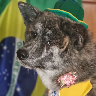 Cachorra patriota!