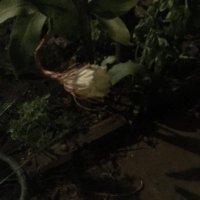 teresaprimerano (@tereprimerano) 's Twitter Profile Photo