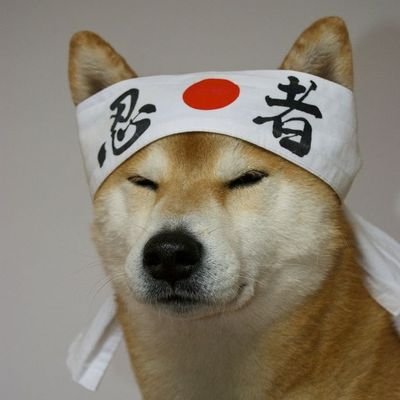 SUMIRA PRA SEMPREさんのプロフィール画像