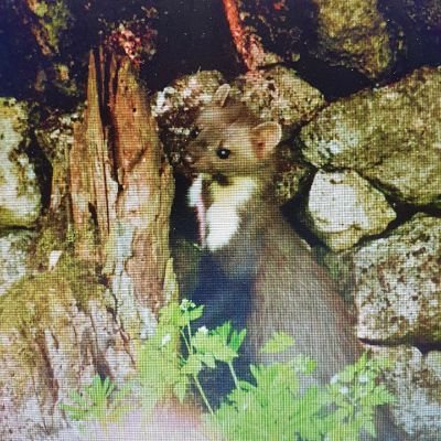 Wannabe naturalist enjoying and taking/having the time to enjoy biodiversity & natural abundance in Bulgaria.