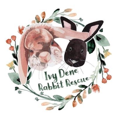 🐰 Ethical Rabbit Rescue 🐰 📍 Based in Leeds, UK 📍 ✨ Registered Charity 1194743 ✨