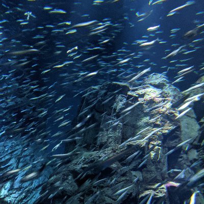 1sihn's profile picture. 日常のちょっとしたことを呟きます