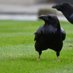 Southcombe Raven (@southcomberaven) Twitter profile photo