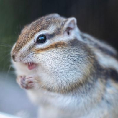 カメラ用アカウントです。
SONY α7ⅳ
SONY
FE 35mm F1.8
TAMRON
28-75mm F2.8
70-180mm F2.8
150-500mm F5-6.7
SIGMA
85mm F1.4
スナップと動物園がメインです。