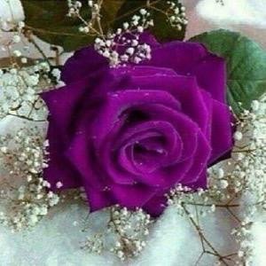 أحُب السفر .. البحر .. القمر .. الصحراء .. أقدر من يقدر .. وأنسى من يبتعد و يهجر .. العطاء لا يجود فيه منافق .