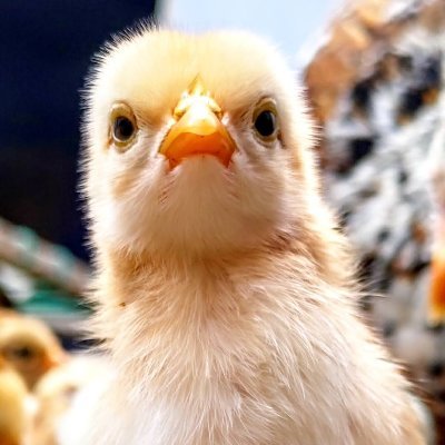 ambadiraviteja's profile picture. Studied https://t.co/JhhcJSu4DD Materials engineering. || Intrested on inventions, Technology, mobiles, Gadgets, and programming..