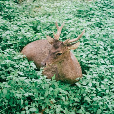 0xRusa's profile picture. a deer