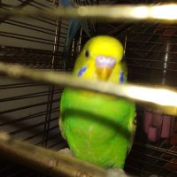 Aynur (@liselilereaf) 's Twitter Profile Photo