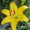 YellowLily1965's profile picture. 沖縄県在住   子持ち主婦　地元沖縄を愛するローカル垢
日頃思ったことを呟きます
　予算の範囲内で愛情料理を作るをモットーにしてます🤗   
お酒は毎日たしなみます🍺　　趣味はドライブ🚗と神社仏閣巡り⛩️　※DMでのやりとりはご遠慮下さい