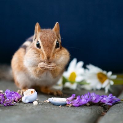 chocolat_lalala's profile picture. 日々、修行♡