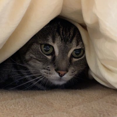 Nyaoky39's profile picture. 