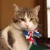 Larry the Downing Street cat (@Larrynumber10) Twitter profile photo