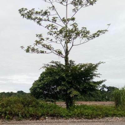 tetap setia