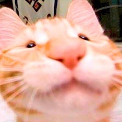 toast
