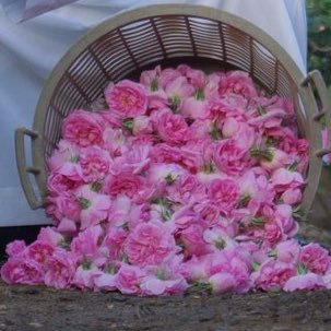 الصداقه والتعارف شرف لي 🌹
