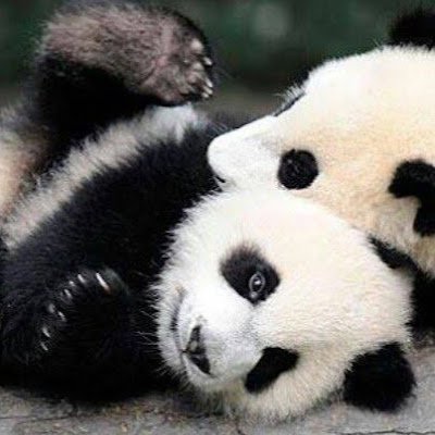 ruththequeenie's profile picture. National competitor in The Upper Class Twit of the Year 🏆Known member of The Ministry of Silly Walks 🚶‍♀️ 😜 Dog 🐕 mum, Fibromyalgia Warrior, ME fighter.