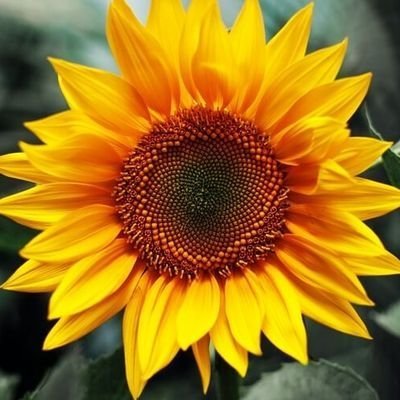 _SunshinyDays's profile picture. 