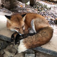 漫画編集かをり🦊 (@kawori_shingeki) 's Twitter Profile Photo 漫画編集かをり🦊 (@kawori_shingeki) 's Twitter Profile Photo