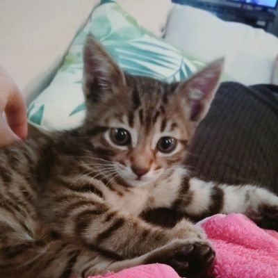 sanaculoderana's profile picture. Ash is our purest form ✨