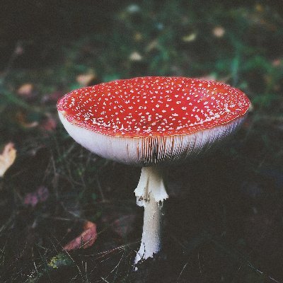 MushroomPickers's profile picture. Reporter.Proud Michigander. Fighting for better politics. Vote blue forever! #Bluecrew 💙💙💙