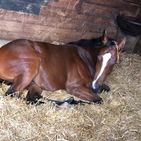 Budling Bloodstock (@budlingb) 's Twitter Profile Photo Budling Bloodstock (@budlingb) 's Twitter Profile Photo