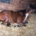 Budling Bloodstock (@budlingb) Twitter profile photo Budling Bloodstock (@budlingb) Twitter profile photo